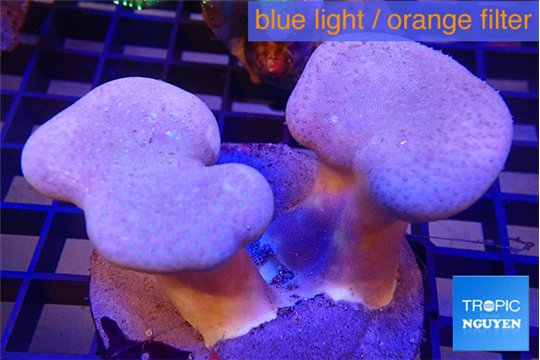 Sarcophyton multi body long white tips polyps 7-12 cm WYSIWYG acclimaté