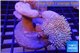 Sarcophyton multi body long white tips polyps 7-12 cm WYSIWYG acclimaté
