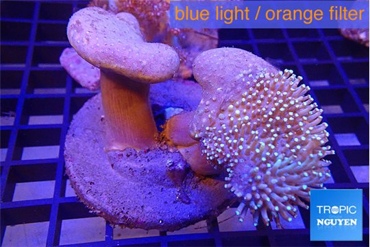 Sarcophyton multi body long white tips polyps 7-12 cm WYSIWYG acclimaté