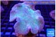 Sarcophyton long polyps 7-11 cm WYSIWYG acclimaté