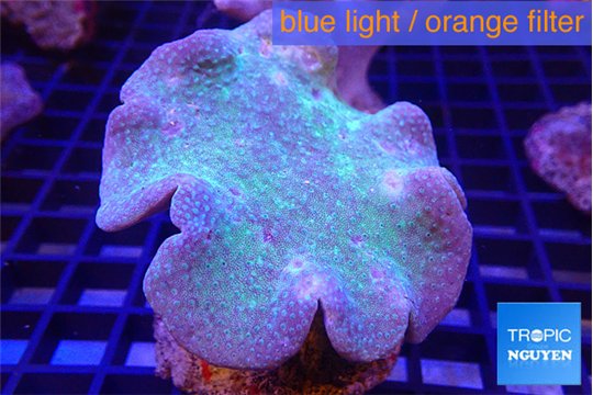 Sarcophyton long polyps 7-11 cm WYSIWYG acclimaté