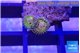 Zoanthus fijii premium 2 polyps WYSIWYG acclimaté