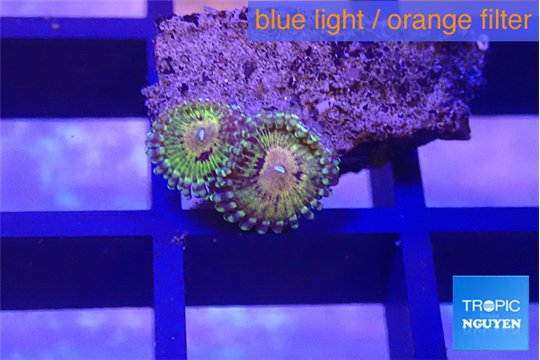 Zoanthus fijii premium 2 polyps WYSIWYG acclimaté