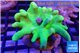 Lobophytum greeny body 7-11 cm WYSIWYG acclimaté