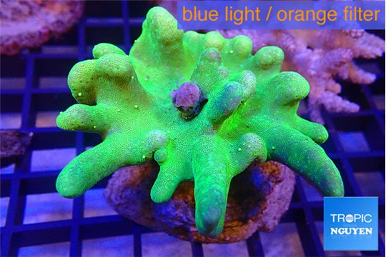 Lobophytum greeny body 7-11 cm WYSIWYG acclimaté