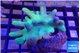 Lobophytum greeny body 7-11 cm WYSIWYG acclimaté