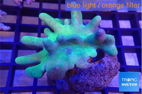 Lobophytum greeny body 7-11 cm WYSIWYG acclimaté