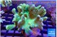Lobophytum greeny body 8-14 cm WYSIWYG acclimaté