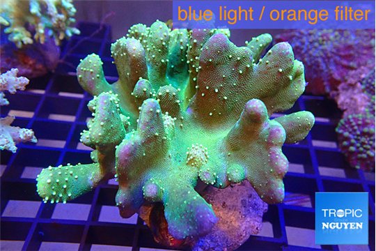 Lobophytum greeny body 8-14 cm WYSIWYG acclimaté