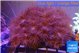 Parazoanthus gracilis yellow polyps 7-10 cm WYSIWYG acclimaté