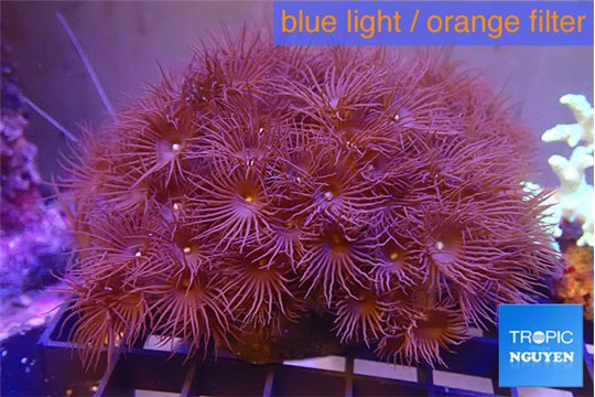 Parazoanthus gracilis yellow polyps 7-10 cm WYSIWYG acclimaté