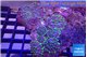 Ricordea purple green galaxy 6-10 cm WYSIWYG acclimaté