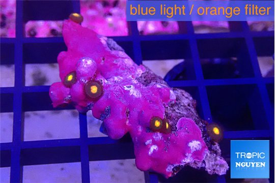 Zoanthus orange small polyps 5-7 polyps WYSIWYG acclimaté