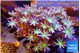 Clavularia fire purple 7-12 cm WYSIWYG acclimaté