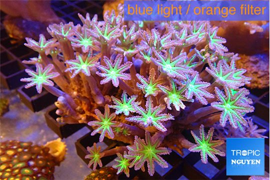 Clavularia fire purple 7-12 cm WYSIWYG acclimaté