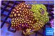 Zoanthus garden mixed color 8-12 cm WYSIWYG acclimaté
