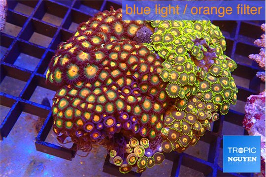 Zoanthus garden mixed color 8-12 cm WYSIWYG acclimaté