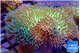 Sarcophyton greeny long polyps 8-14 cm WYSIWYG acclimaté