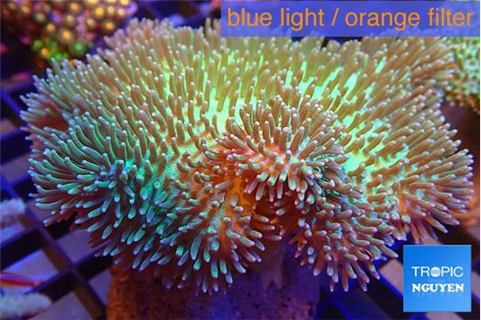 Sarcophyton greeny long polyps 8-14 cm WYSIWYG acclimaté