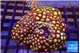 Zoanthus garden mixed color 8-12 cm WYSIWYG acclimaté