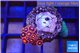 Zoanthus red + Discosoma green blue spot 2-3 cm WYSIWYG acclimaté