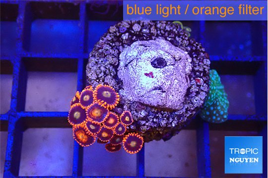 Zoanthus red + Discosoma green blue spot 2-3 cm WYSIWYG acclimaté