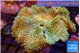 Sarcophyton greeny long polyps 8-14 cm WYSIWYG acclimaté