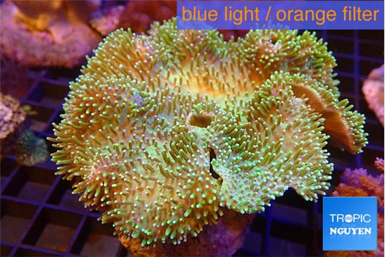 Sarcophyton greeny long polyps 8-14 cm WYSIWYG acclimaté