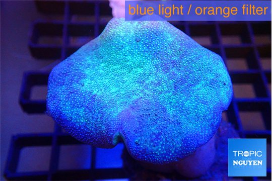 Sarcophyton long polyps 5-8 cm WYSIWYG acclimaté
