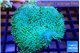 Sarcophyton greeny long polyps 7-12 cm WYSIWYG acclimaté