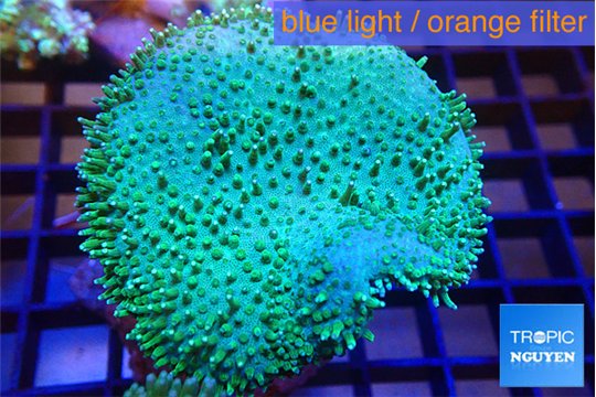 Sarcophyton greeny long polyps 7-12 cm WYSIWYG acclimaté