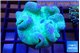 Sarcophyton greeny long polyps 7-12 cm WYSIWYG acclimaté