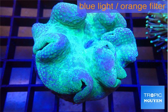 Sarcophyton greeny long polyps 7-12 cm WYSIWYG acclimaté