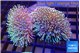 Sarcophyton multi body long white tips polyps 7-12 cm WYSIWYG acclimaté