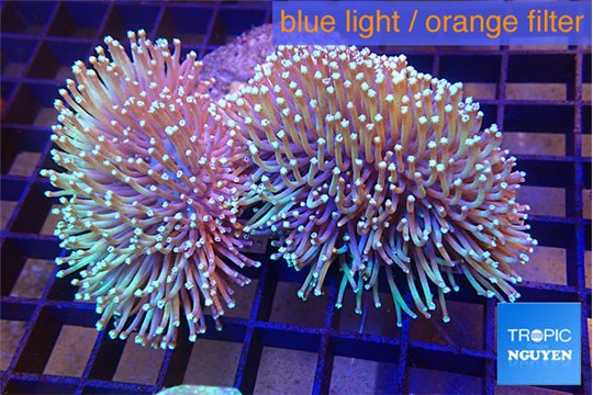 Sarcophyton multi body long white tips polyps 7-12 cm WYSIWYG acclimaté