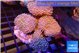 Sarcophyton multi body long white tips polyps 9-15 cm WYSIWYG acclimaté