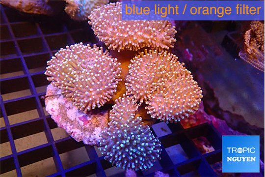 Sarcophyton multi body long white tips polyps 9-15 cm WYSIWYG acclimaté