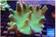Lobophytum green body 8-12 cm WYSIWYG acclimaté