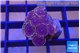 Zoanthus pink purple 2-3 cm WYSIWYG acclimaté