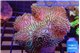 Sarcophyton long polyps 8-14 cm WYSIWYG acclimaté
