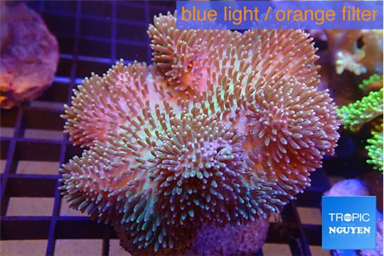 Sarcophyton long polyps 8-14 cm WYSIWYG acclimaté