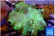 Sarcophyton greeny long polyps 8-14 cm WYSIWYG acclimaté