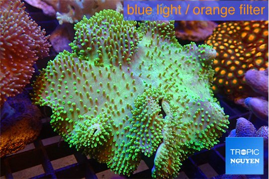 Sarcophyton greeny long polyps 8-14 cm WYSIWYG acclimaté