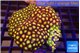 Zoanthus orange 8-12 cm WYSIWYG acclimaté