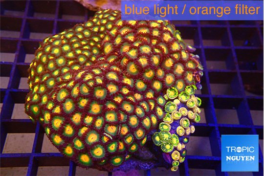 Zoanthus orange 8-12 cm WYSIWYG acclimaté