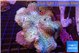 Sarcophyton long polyps 8-14 cm WYSIWYG acclimaté