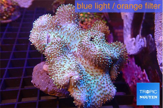 Sarcophyton long polyps 8-14 cm WYSIWYG acclimaté