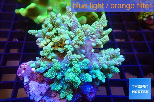 Sinularia greeny 7-14 cm WYSIWYG acclimaté