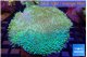 Sarcophyton greeny long polyps 8-14 cm WYSIWYG acclimaté