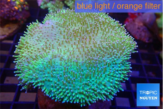Sarcophyton greeny long polyps 8-14 cm WYSIWYG acclimaté